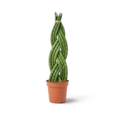 Dracaena angolensis 'Twister' mit einem aufrechten Zopf aus zylindrischen grünen Blättern