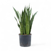 Dracaena (Sansevieria) zeylanica – Topfpflanze im Kulturtopf vor weißem Hintergrund, Produktfoto 11.