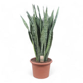Dracaena (Sansevieria) zeylanica – Topfpflanze im Kulturtopf vor weißem Hintergrund, Produktfoto 13.