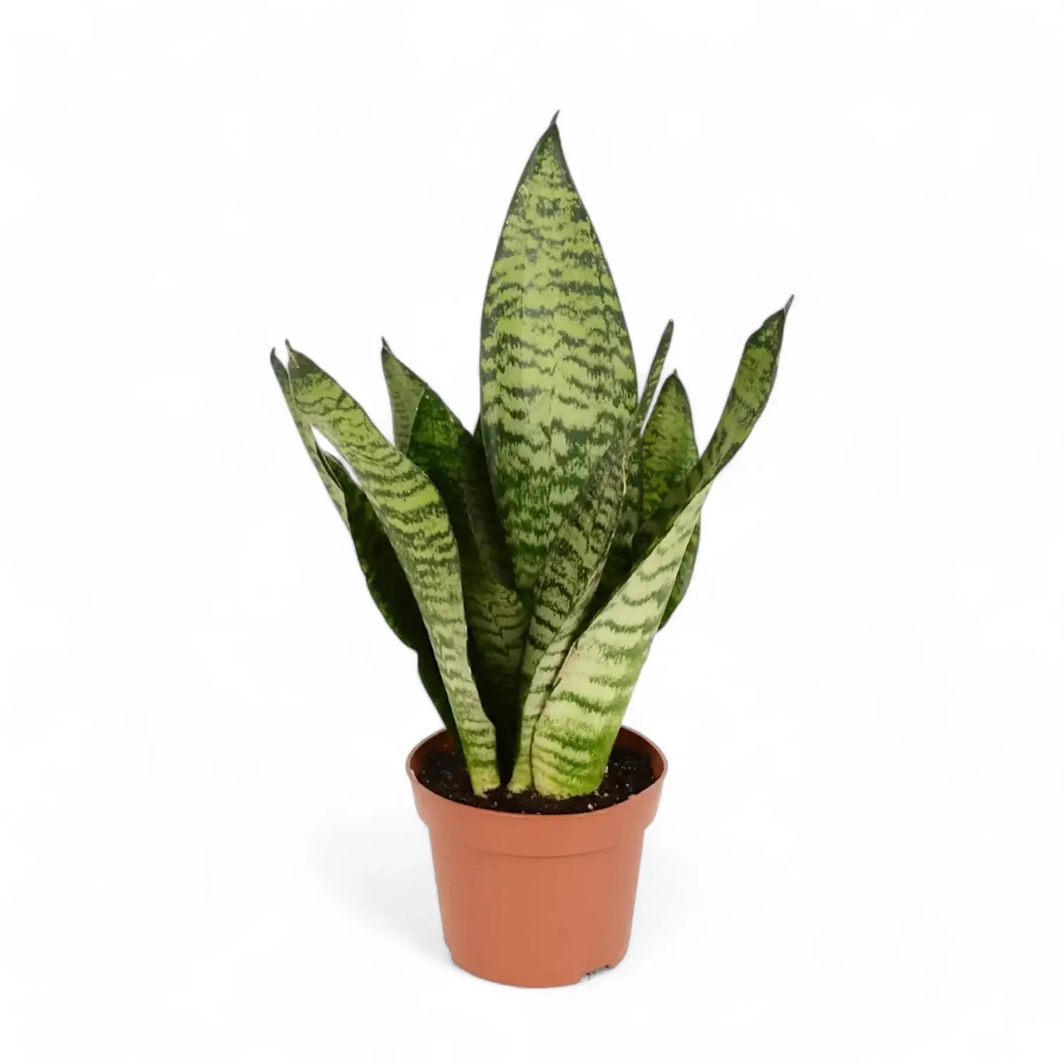 Dracaena (Sansevieria) zeylanica – Topfpflanze im Kulturtopf vor weißem Hintergrund, Produktfoto 2.