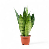 Dracaena (Sansevieria) zeylanica – Topfpflanze im Kulturtopf vor weißem Hintergrund, Produktfoto 3.