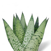 Dracaena (Sansevieria) zeylanica 'Fan' – Blattdetail vor weißem Hintergrund..