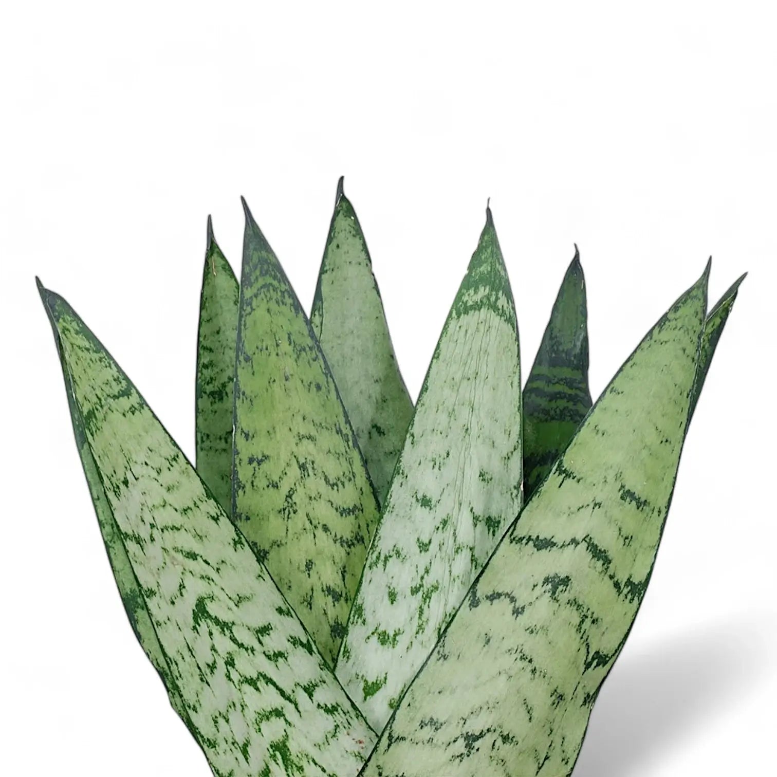 Dracaena (Sansevieria) zeylanica 'Fan' – Blattdetail vor weißem Hintergrund..