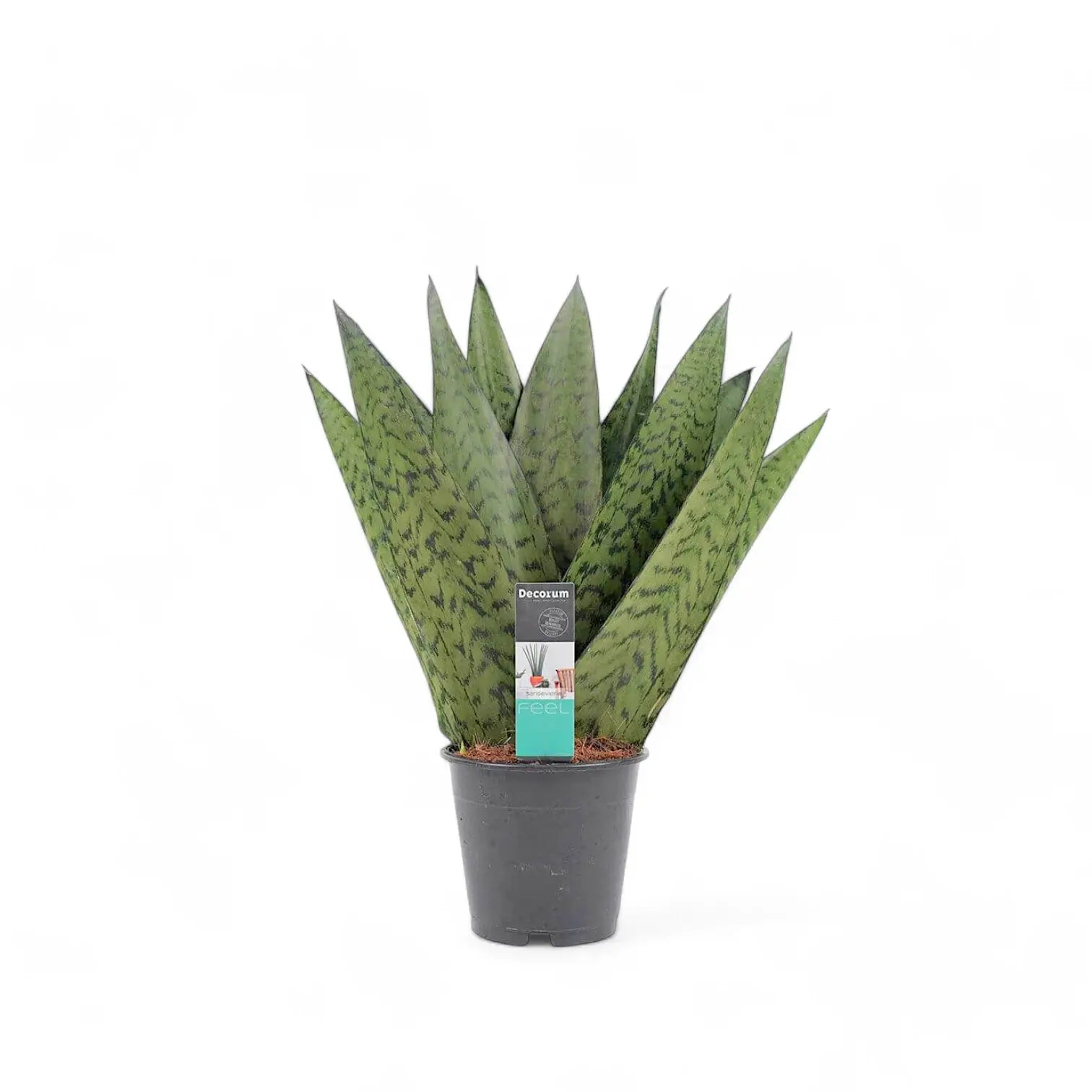 Dracaena (Sansevieria) zeylanica 'Fan' Zimmerpflanze im Anzuchttopf vor weißem Hintergrund, Produktfoto 2.