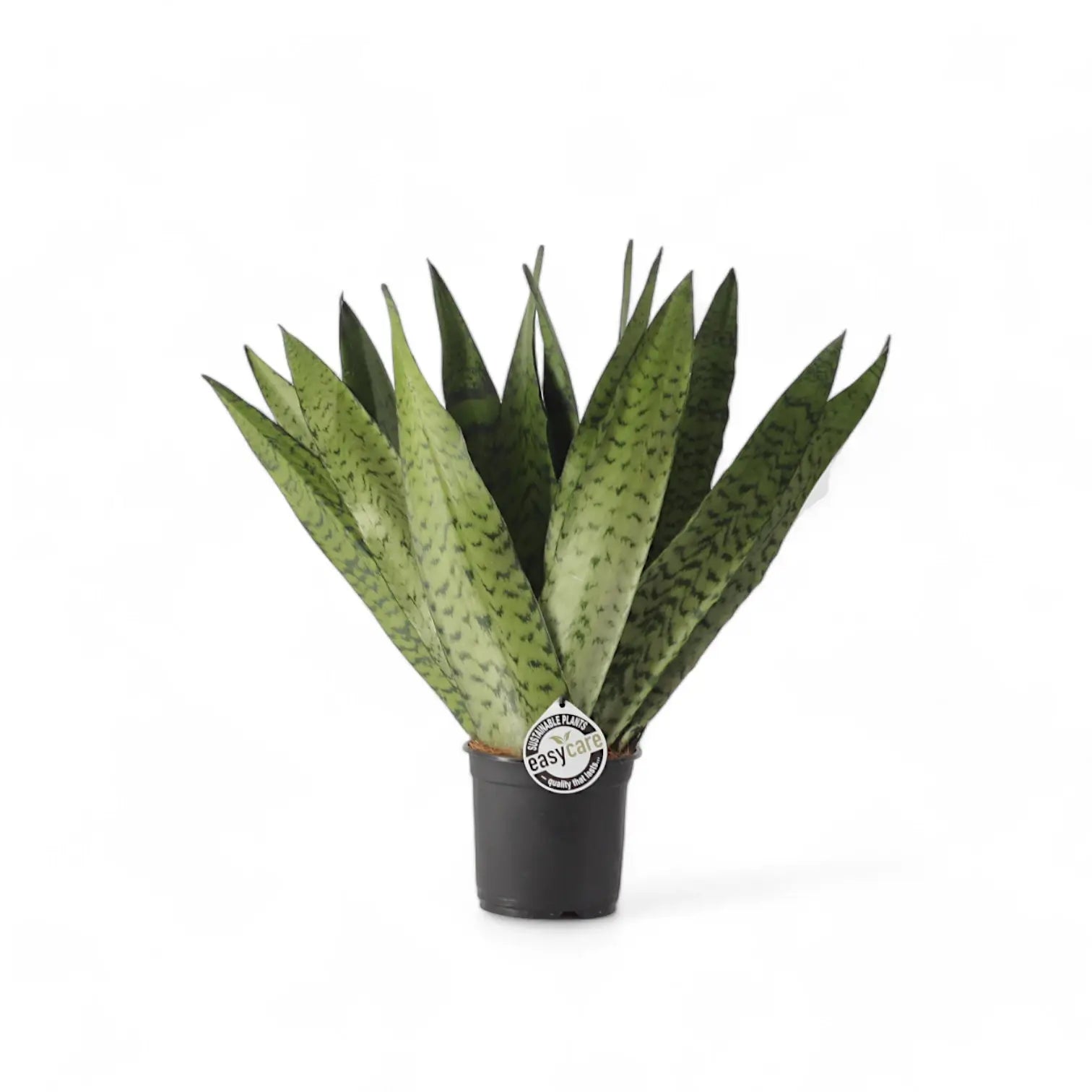 Dracaena (Sansevieria) zeylanica 'Fan' Zimmerpflanze im Anzuchttopf vor weißem Hintergrund, Produktfoto 5.