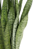 Close-up of Dracaena zeylanica green leaves with dark horizontal banding