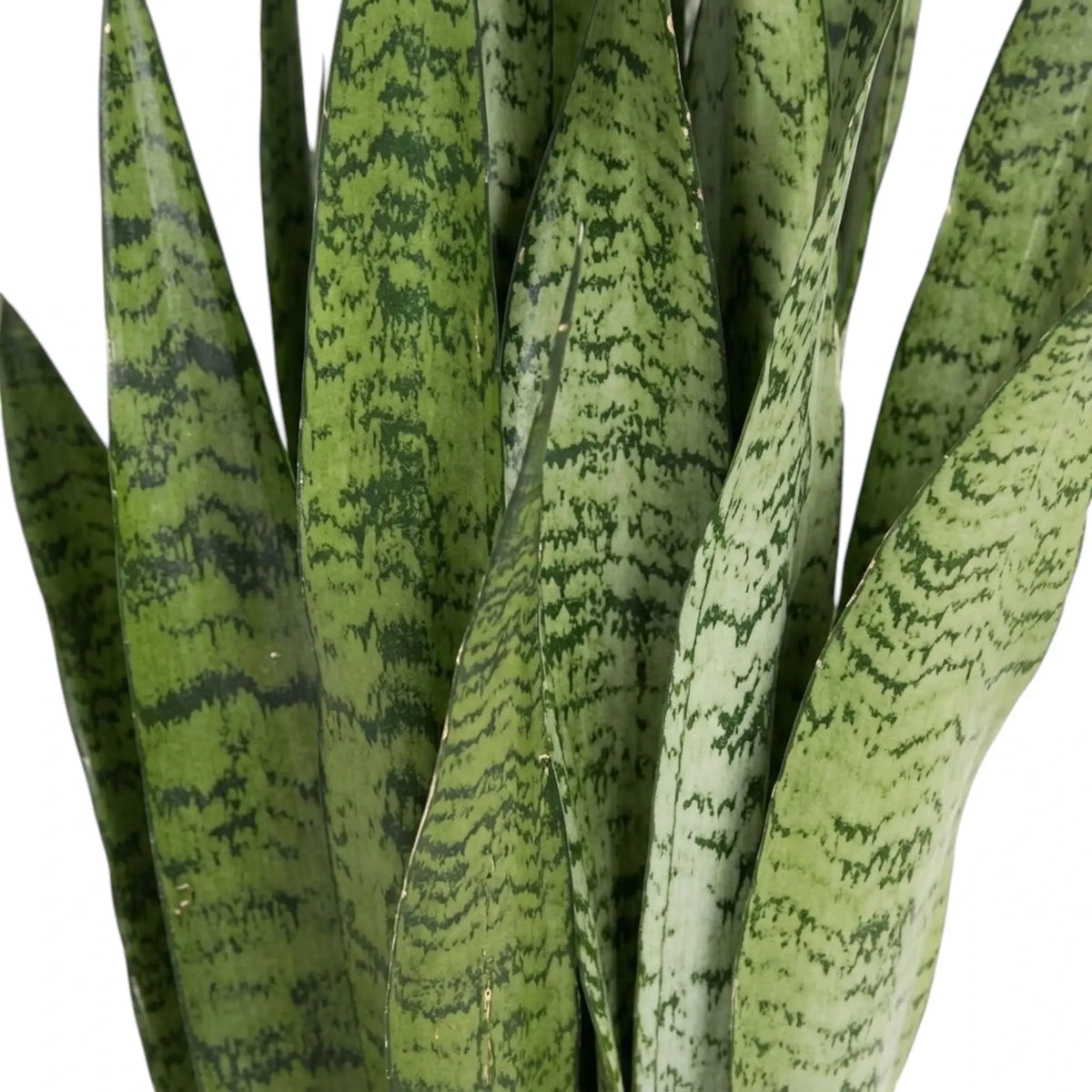 Dracaena zeylanica foliage detail showing narrow fleshy leaves and irregular dark cross-bands