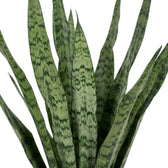 Dracaena zeylanica leaf detail with layered green striping across upright foliage