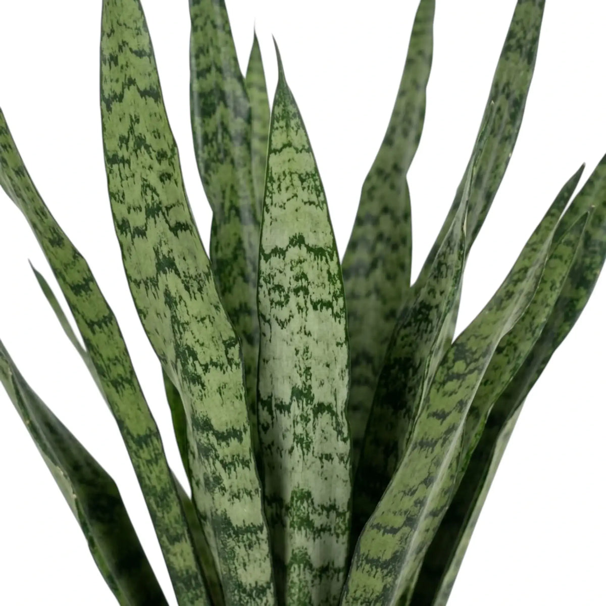 Dracaena zeylanica leaf detail with layered green striping across upright foliage