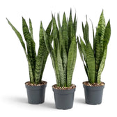 Large Dracaena zeylanica with tall green leaves marked by dark horizontal bands in a nursery pot