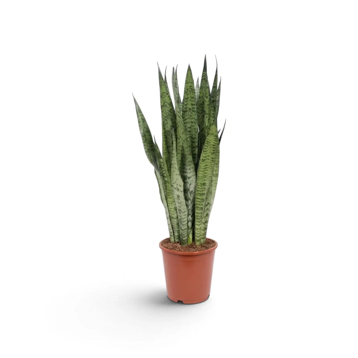 Medium potted Dracaena zeylanica showing fleshy green leaves with dark cross-banding