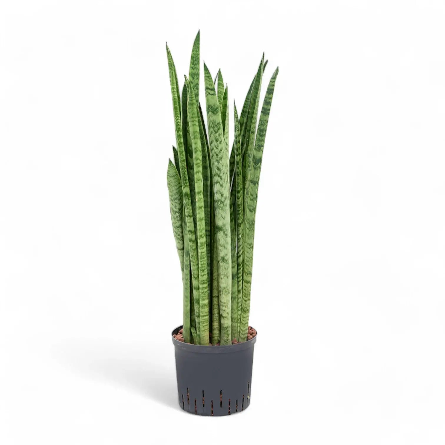 Dracaena (Sansevieria) zeylanica 'Narrow' Zimmerpflanze im Anzuchttopf vor weißem Hintergrund, Produktfoto 3.