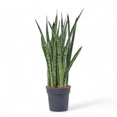 Dracaena (Sansevieria) zeylanica 'Narrow' Zimmerpflanze im Anzuchttopf vor weißem Hintergrund, Produktfoto 4.