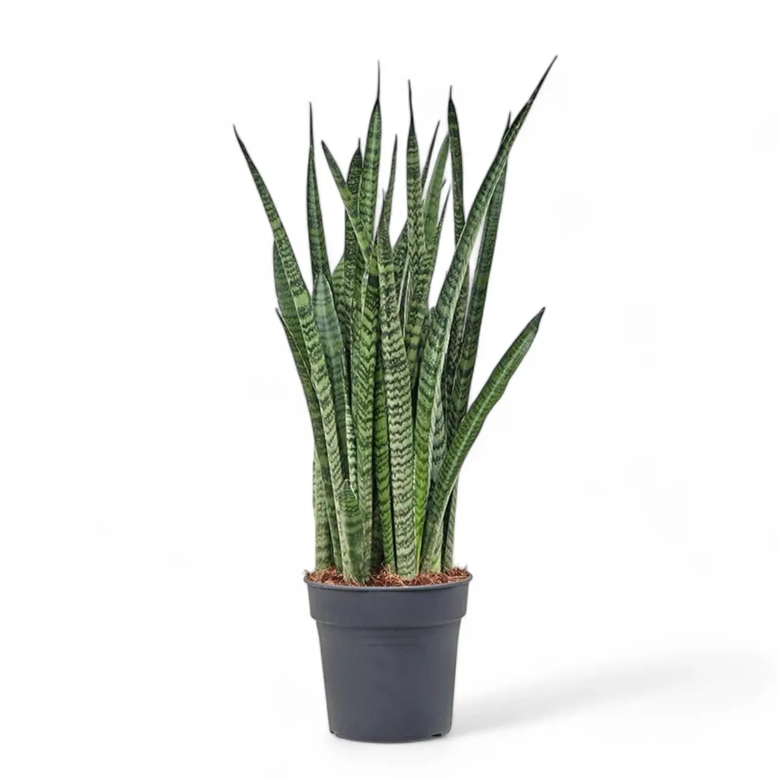 Dracaena (Sansevieria) zeylanica 'Narrow' Zimmerpflanze im Anzuchttopf vor weißem Hintergrund, Produktfoto 4.