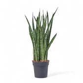 Dracaena (Sansevieria) zeylanica 'Narrow' Zimmerpflanze im Anzuchttopf vor weißem Hintergrund, Produktfoto 7.