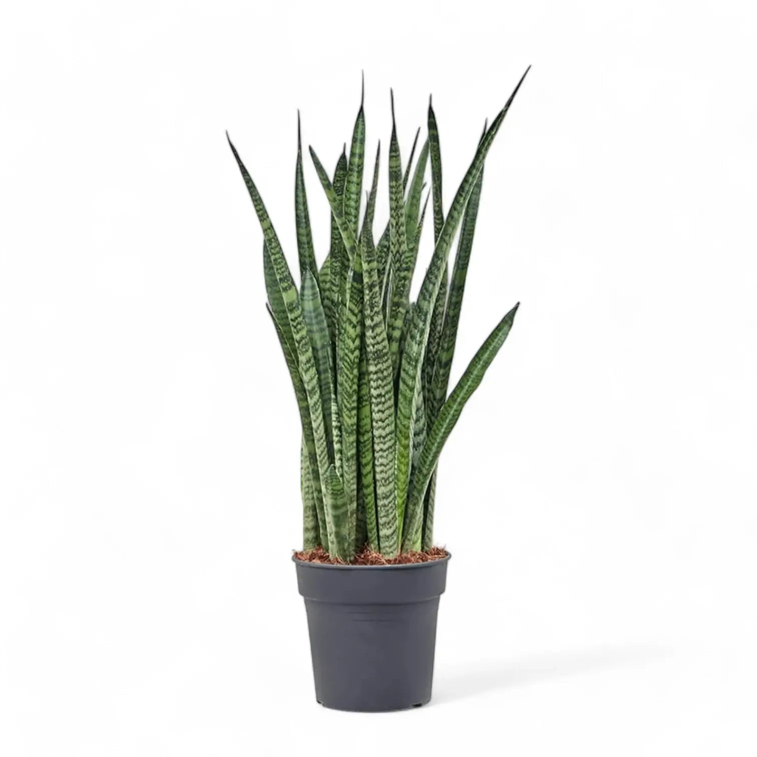 Dracaena (Sansevieria) zeylanica 'Narrow' Zimmerpflanze im Anzuchttopf vor weißem Hintergrund, Produktfoto 7.