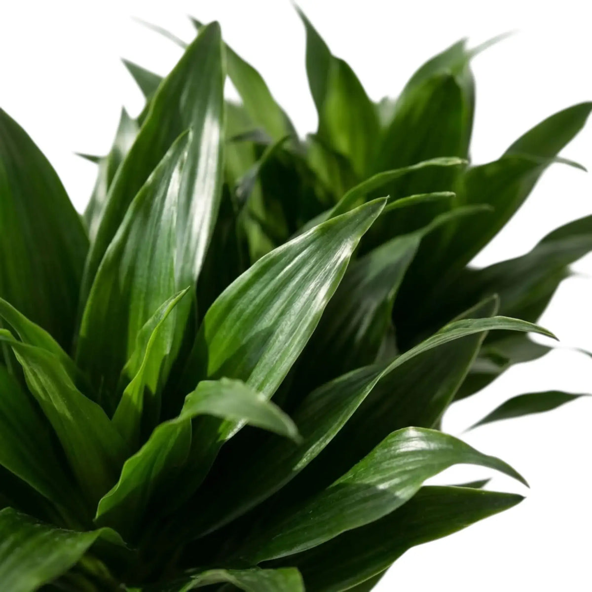 Nahaufnahme der kurzen, glänzenden, dunkelgrünen Blätter von Dracaena fragrans ‘Compacta’