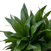 Nahaufnahme der kurzen, glänzenden, dunkelgrünen Blätter von Dracaena fragrans ‘Compacta’