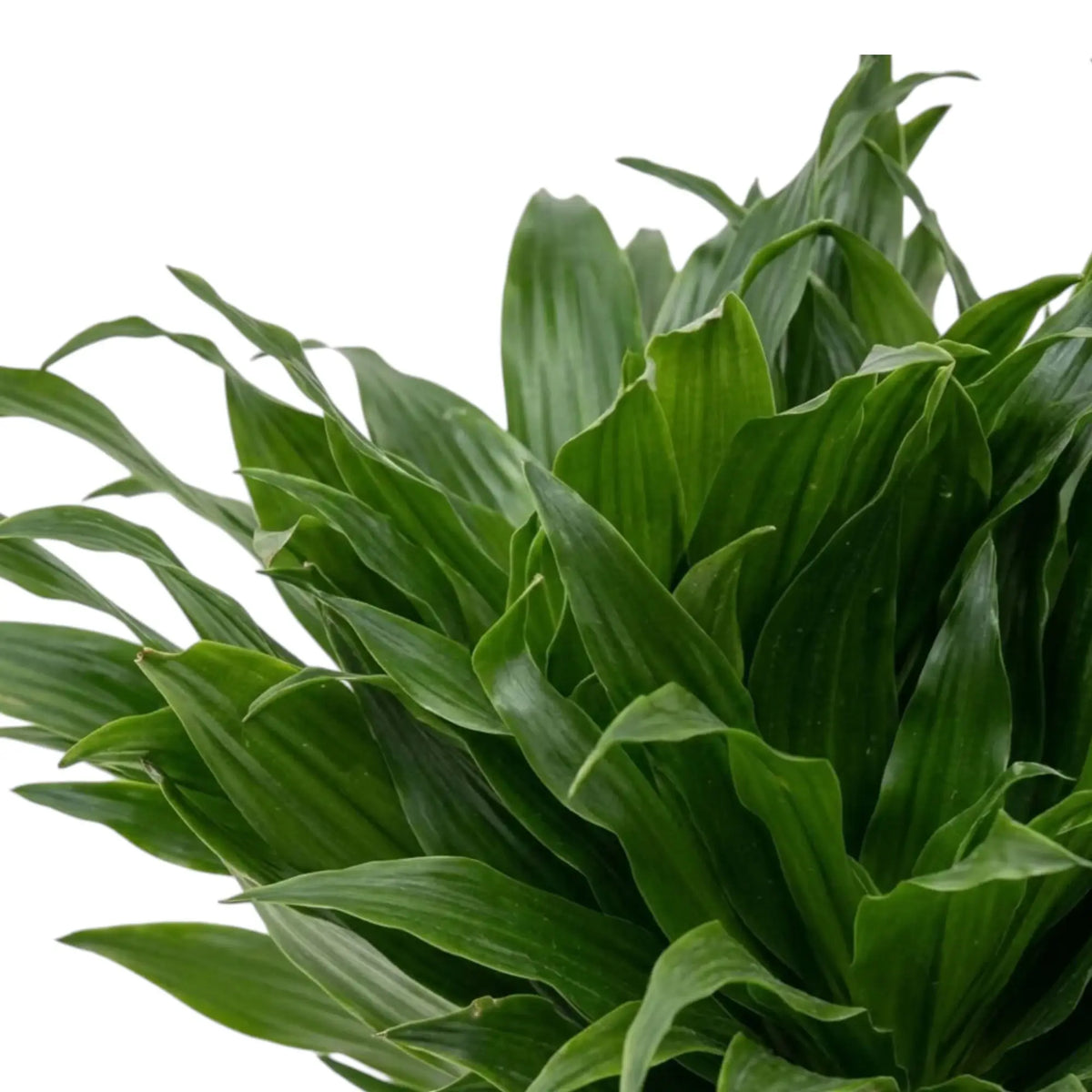 Nahaufnahme der kurzen, glänzenden, dunkelgrünen Blätter von Dracaena fragrans ‘Compacta’