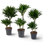 Große Dracaena fragrans ‘Compacta’ mit kurzen, glänzenden, dunkelgrünen Blättern