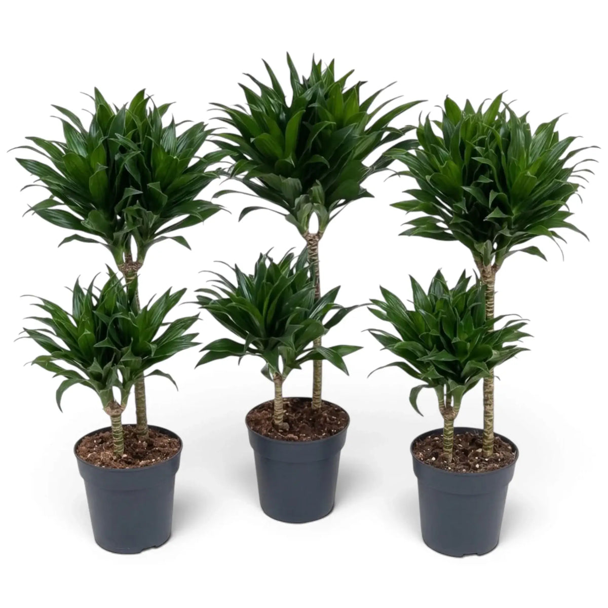 Große Dracaena fragrans ‘Compacta’ mit kurzen, glänzenden, dunkelgrünen Blättern