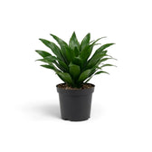 Kleine Dracaena fragrans ‘Compacta’ mit kurzen, glänzenden, dunkelgrünen Blättern