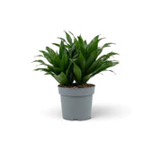 Kleine Dracaena fragrans ‘Compacta’ mit kurzen, glänzenden, dunkelgrünen Blättern