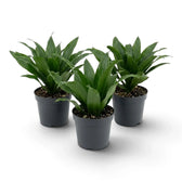 Kleine Dracaena fragrans ‘Compacta’ mit kurzen, glänzenden, dunkelgrünen Blättern