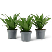 Kleine Dracaena fragrans ‘Compacta’ mit kurzen, glänzenden, dunkelgrünen Blättern