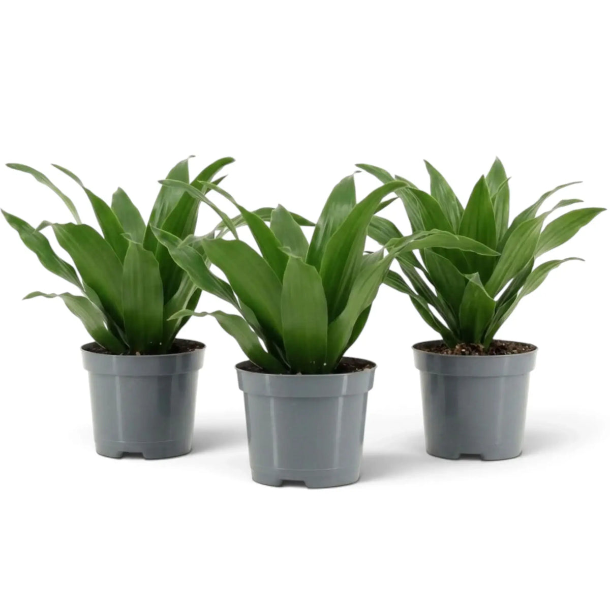 Kleine Dracaena fragrans ‘Compacta’ mit kurzen, glänzenden, dunkelgrünen Blättern