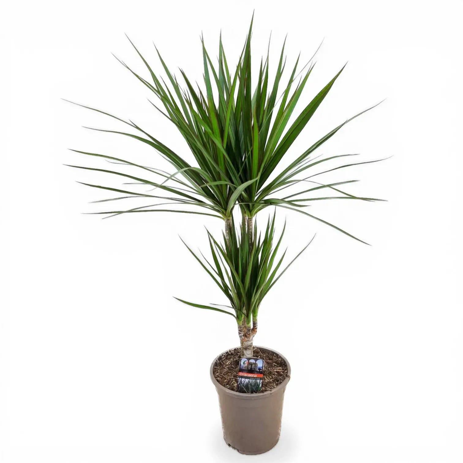 Dracaena reflexa var. angustifolia als Topfpflanze im Kulturtopf vor weißem Hintergrund.
