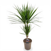 Dracaena reflexa var. angustifolia