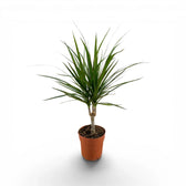 dracaena reflexa var. angustifolia hängende blätter Dracaena reflexa var. angustifolia – Foliage Factory