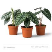 Dragon Alocasias plant set with three silver and dark green Alocasias lined up in nursery pots