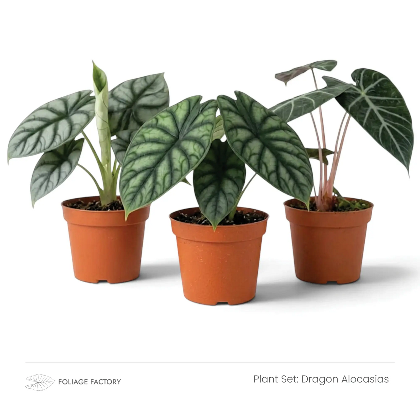Dragon Alocasias plant set with three silver and dark green Alocasias lined up in nursery pots