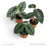 Dragon Alocasias plant set with three textured Alocasias grouped in nursery pots