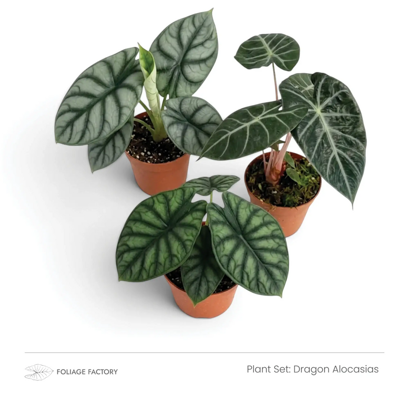 Dragon Alocasias plant set with three textured Alocasias grouped in nursery pots