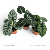 Three textured silver and dark green Dragon Alocasias viewed from above