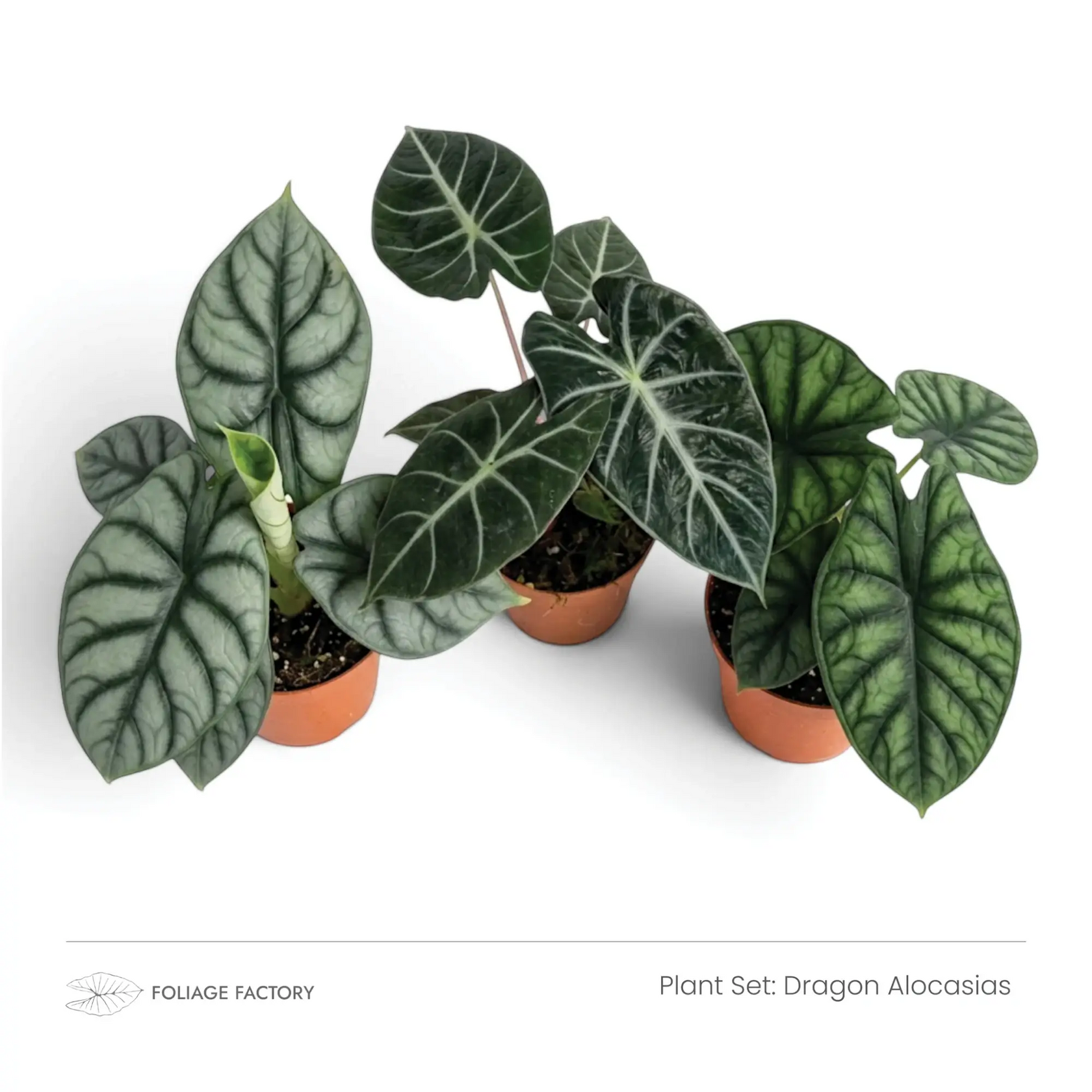 Three textured silver and dark green Dragon Alocasias viewed from above