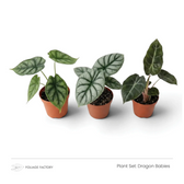Dragon Babies plant set with three young Alocasias lined up in nursery pots