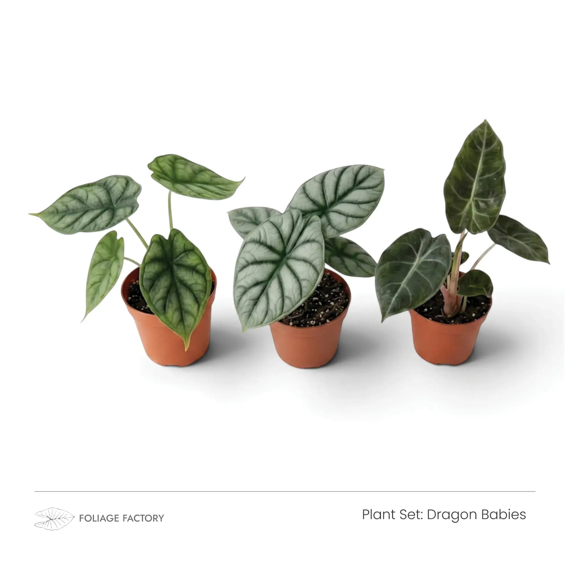 Dragon Babies plant set with three young Alocasias lined up in nursery pots