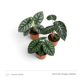 Dragon Babies plant set with three young silver and dark green Alocasias grouped in nursery pots