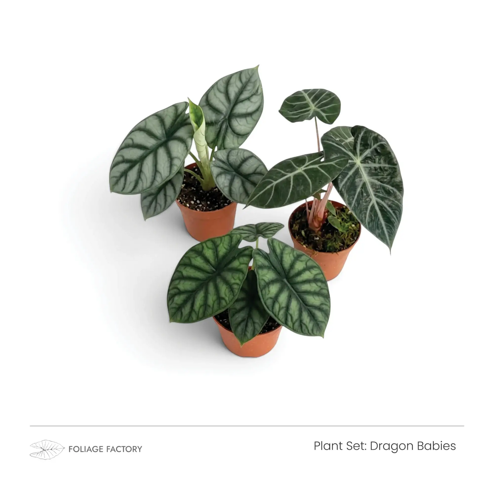 Dragon Babies plant set with three young silver and dark green Alocasias grouped in nursery pots