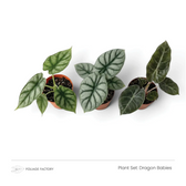 Dragon Babies plant set with three silver and dark green young Alocasias viewed from above