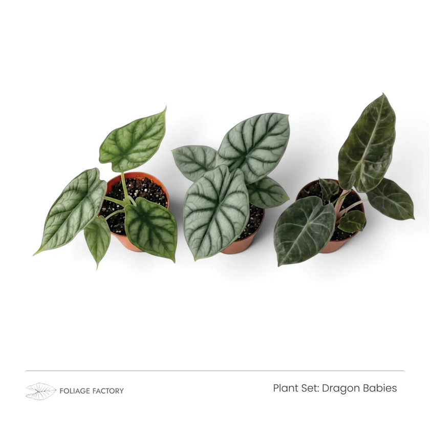 Dragon Babies plant set with three silver and dark green young Alocasias viewed from above