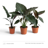 Dramatic Alocasia Trio plant set with three dark-leaved Alocasias in nursery pots