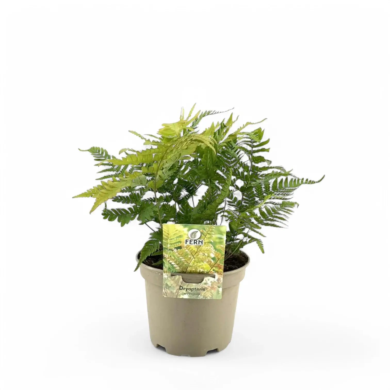 Dryopteris erythrosora potted plant in nursery pot on white background.