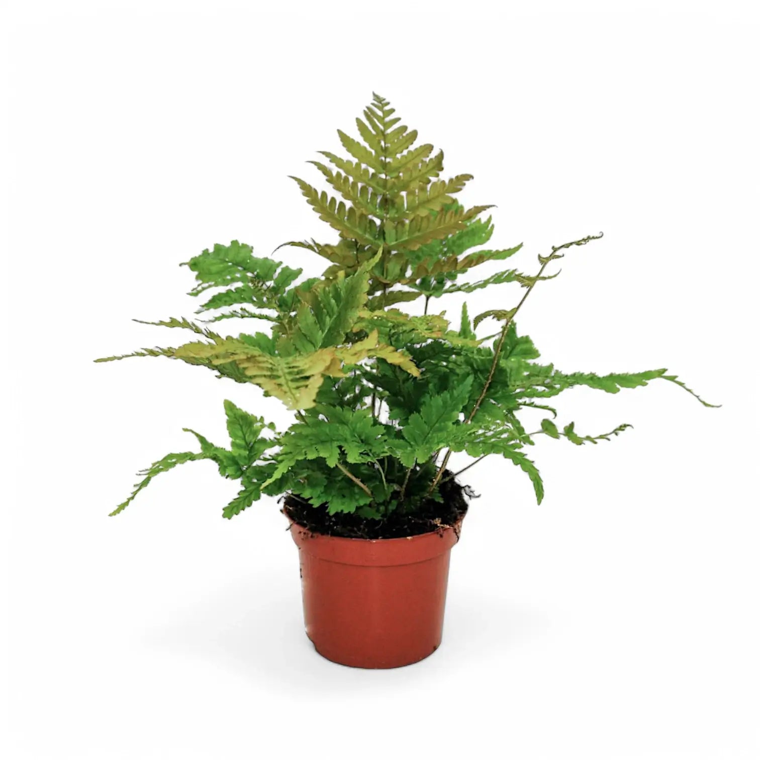 Dryopteris erythrosora potted plant in nursery pot on white background.
