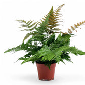 Dryopteris erythrosora potted plant in nursery pot on white background.
