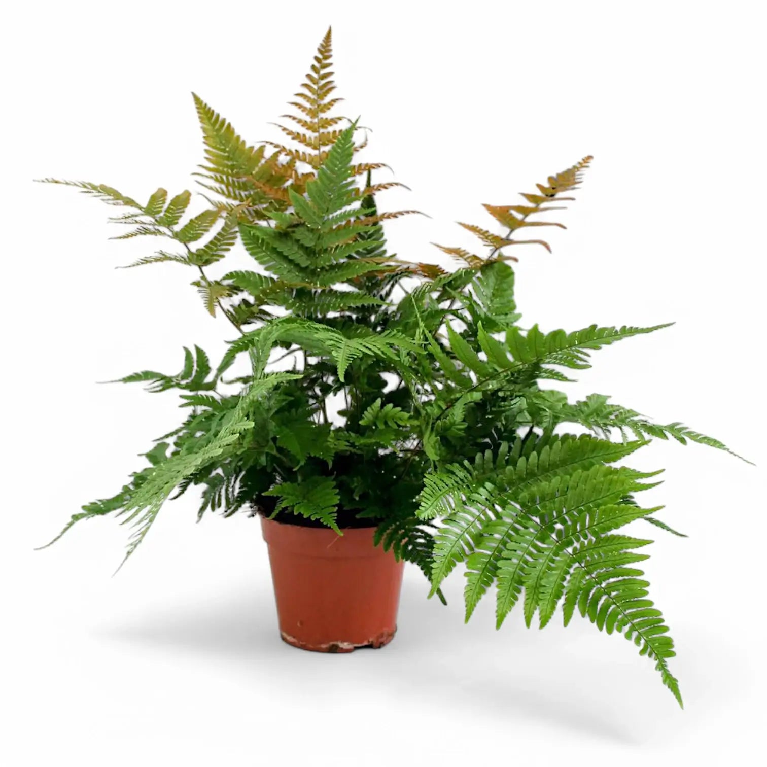 Dryopteris erythrosora potted plant in nursery pot on white background.